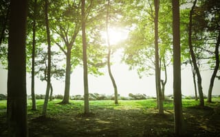 robotics-drones-Pakistan-trees