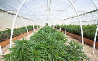 IoT-greenhouse-cannabis