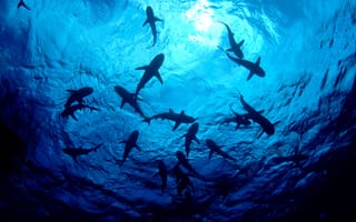robotics-drones-sharks