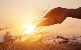 cornell-machine-learning-hunger