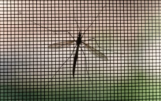 big-data-malaria