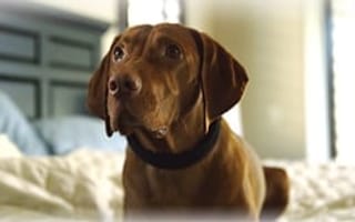 Tech Roundup: Fitbit for dogs, massive HomeAway shakeup & more