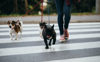 Pandemic-Proofing a Two-Sided Marketplace: A Q&A With Wag’s COO