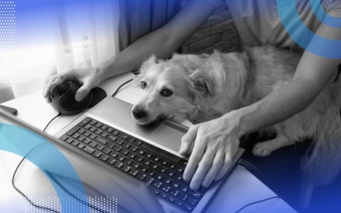A person sits at a laptop with a mouse while a dog tries to interrupt