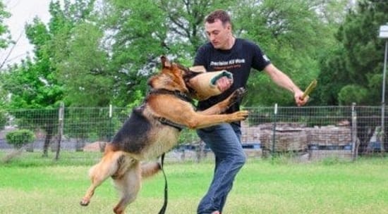Austin Dog Training