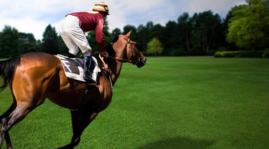 Horse Facts