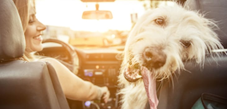 5 Austin startups all dog lovers should know