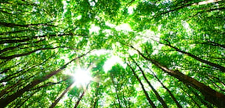 Bad Advisors: The Problem with Localism