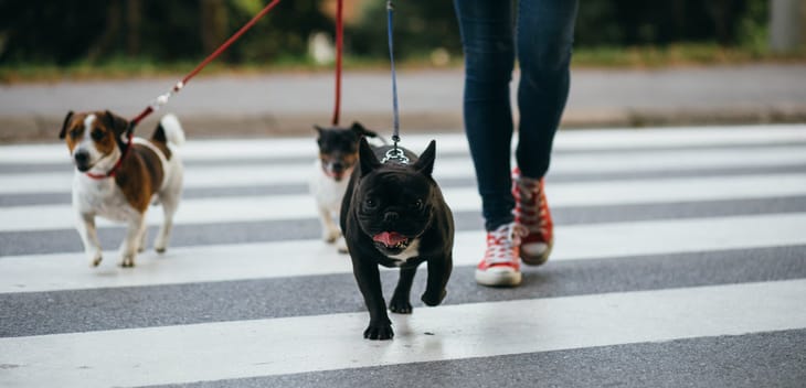 Pandemic-Proofing a Two-Sided Marketplace: A Q&A With Wag’s COO