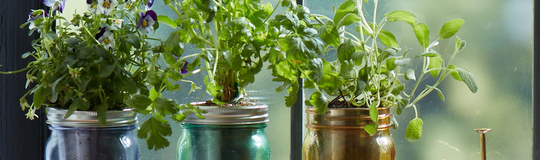 Modern Sprout