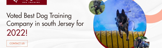 CTO Dog Training
