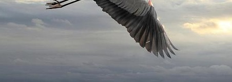 Blue Heron Ventures