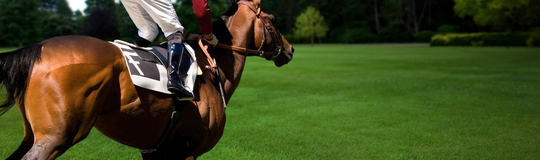 Horse Facts