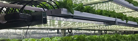 Local Roots Farms