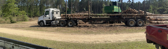 Mississippi Tree Removal Service