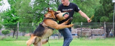 Austin Dog Training