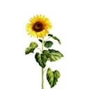 The General Intelligence Company of New York Logo