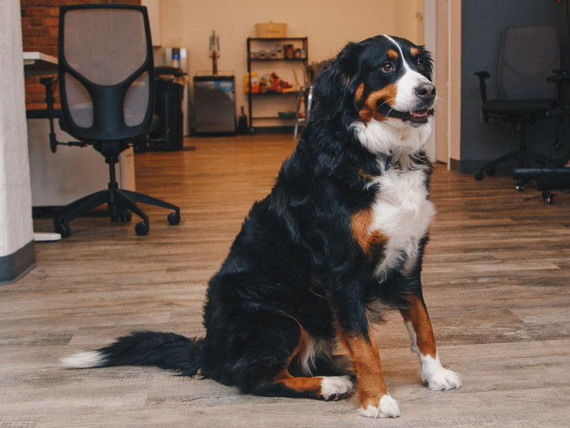 goodboy