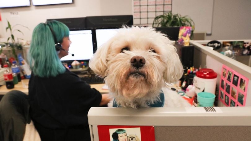 A fluffy white dog sits next to its owner as they work on their computer. 