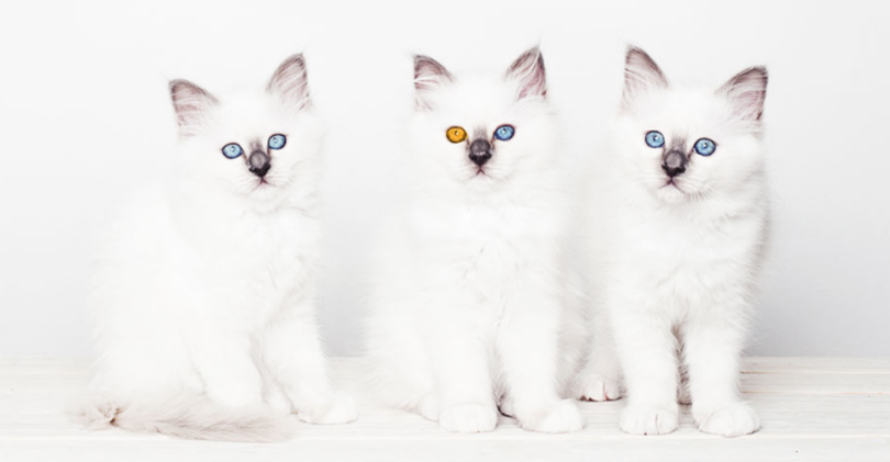 basepaws healthtech pettech startup los angeles redondo beach
