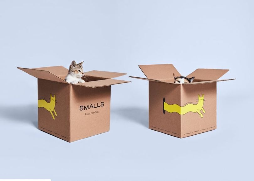 Cats in boxes