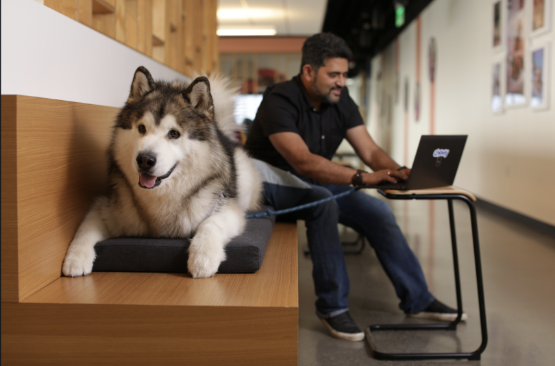 A dog lays next to an employee at the Chewy office.