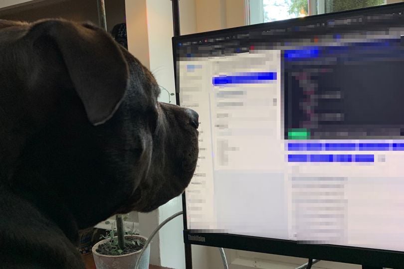 A dog looking at a computer monitor
