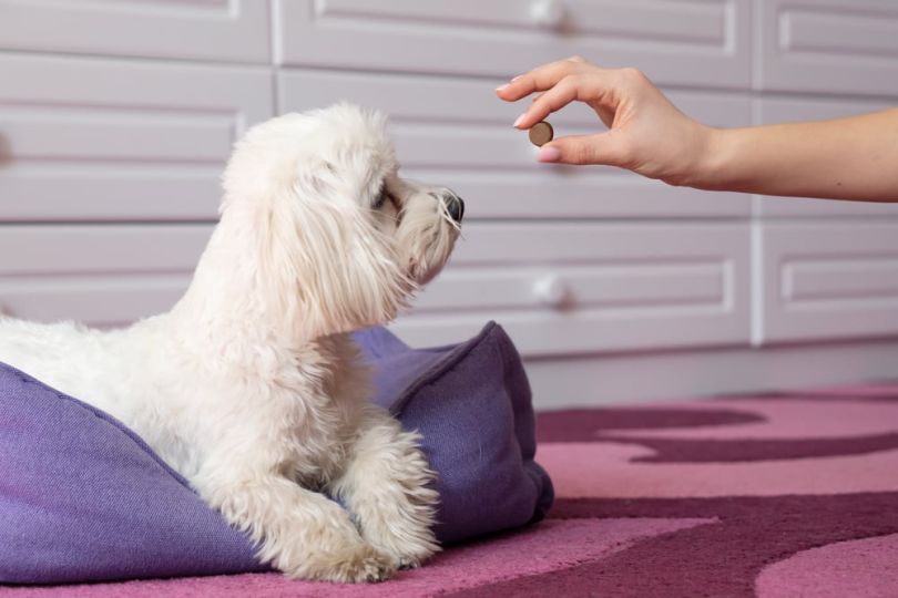 dog looking at medication