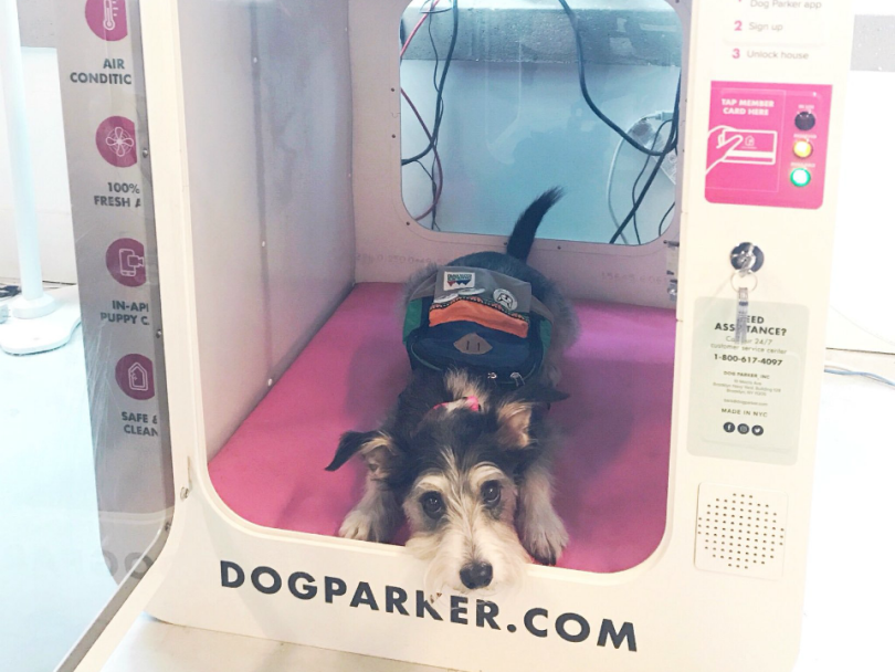 A dog enjoying the comforts of Dog Parker