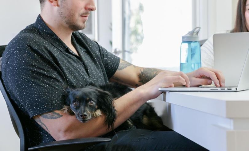 Dog friendly office