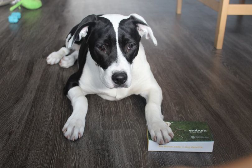 dog dna kit embark boston
