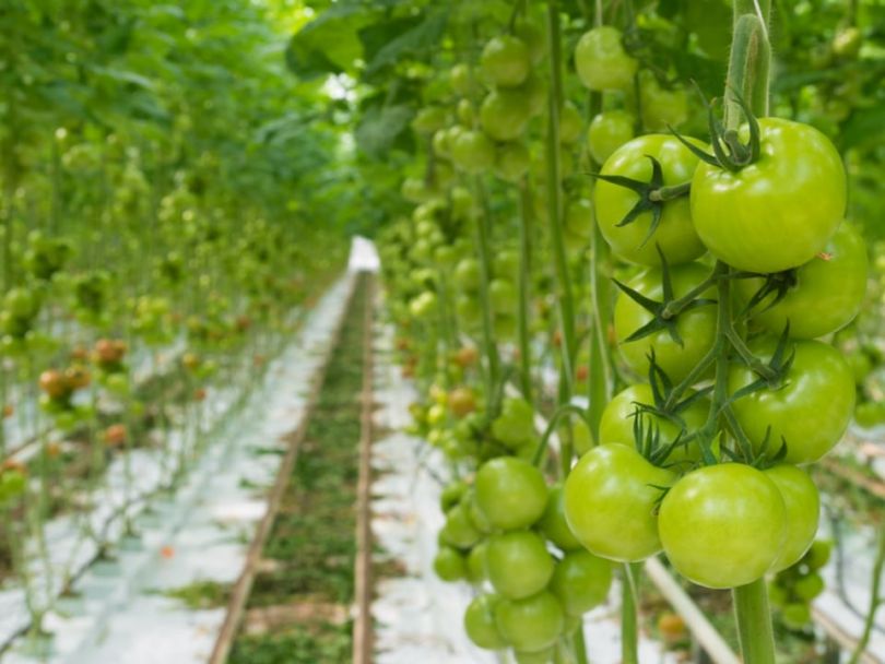 Environmentally-friendly tech companies
