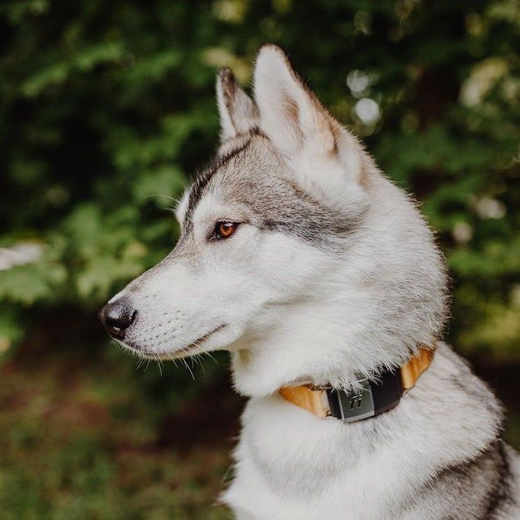 fi collar 
