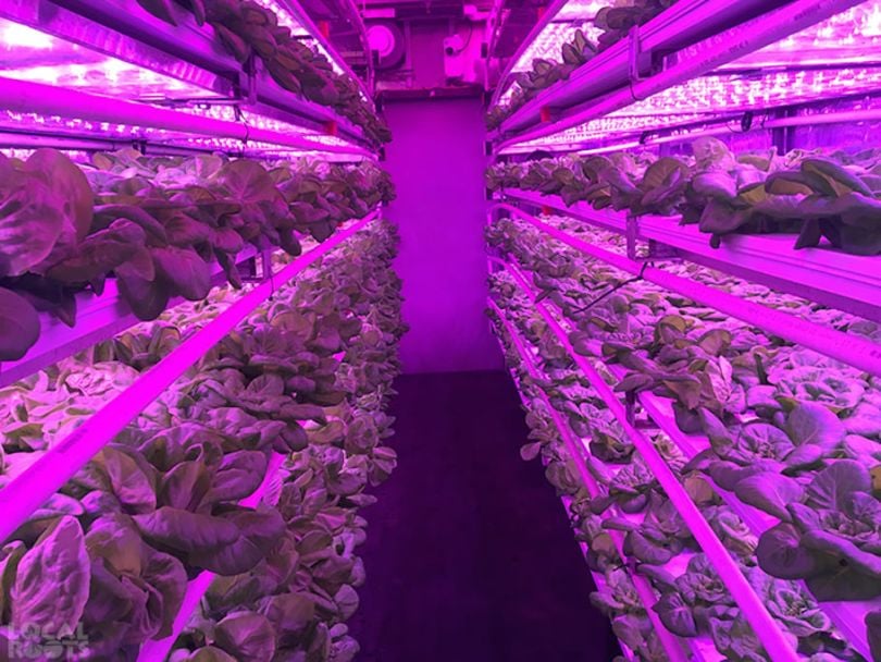 Local Roots Los Angeles AgTech startup