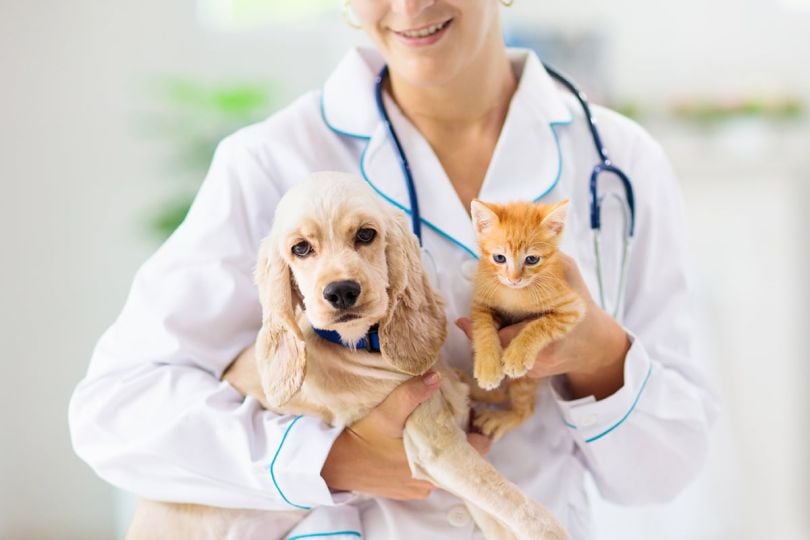 veterinarian doctor holding a dog and a cat