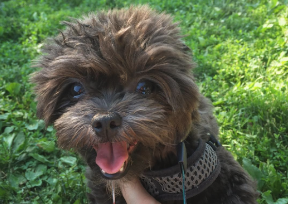 giphy dog
