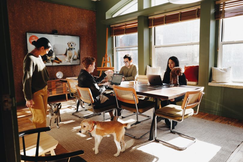The Farmer’s Dog Team in the office with dogs.