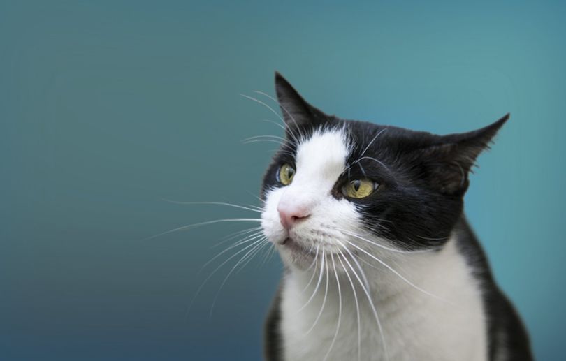 Wagmo pet tech insurance startup NYC