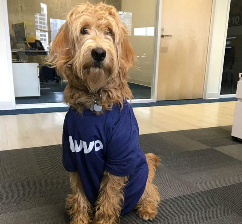 avvo dog-friendly office