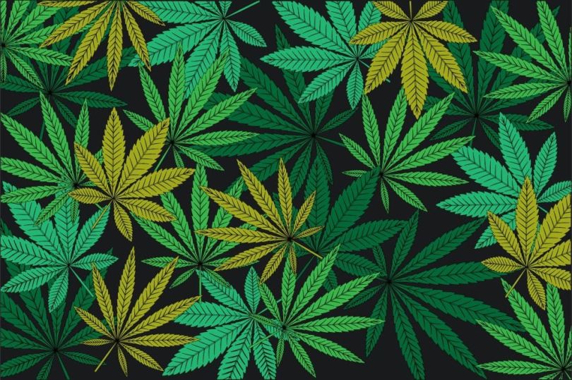 cannabis marketing