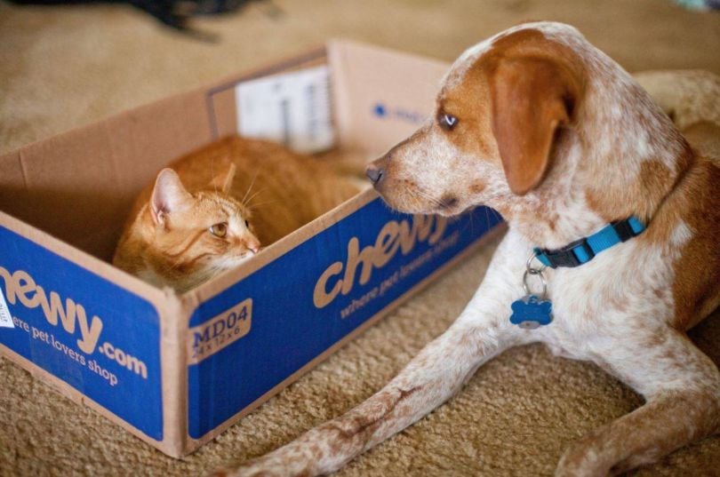 chewy-ecommerce-boston