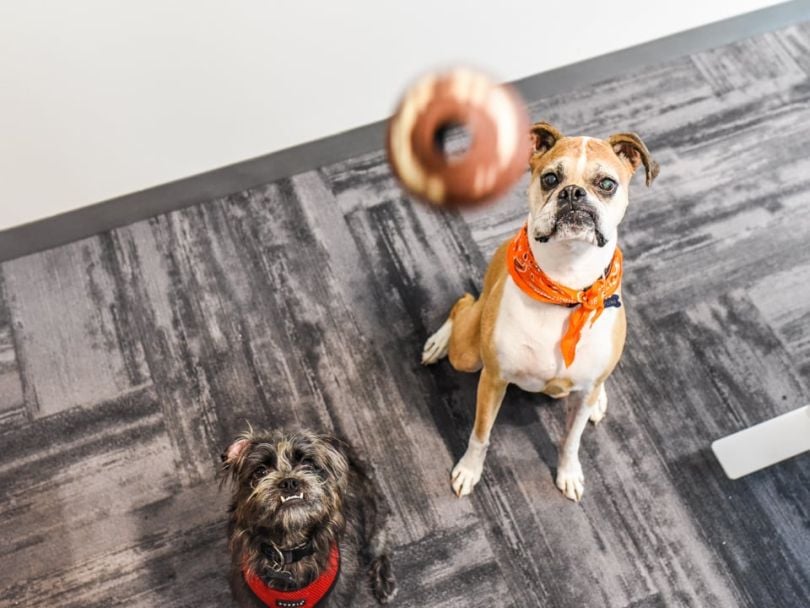 compeat dog office