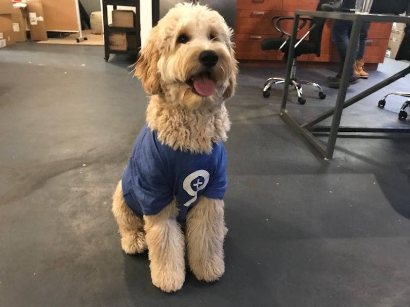 Call9-dog