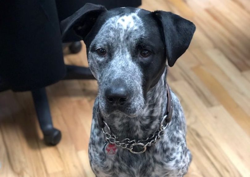 Justworks-dog
