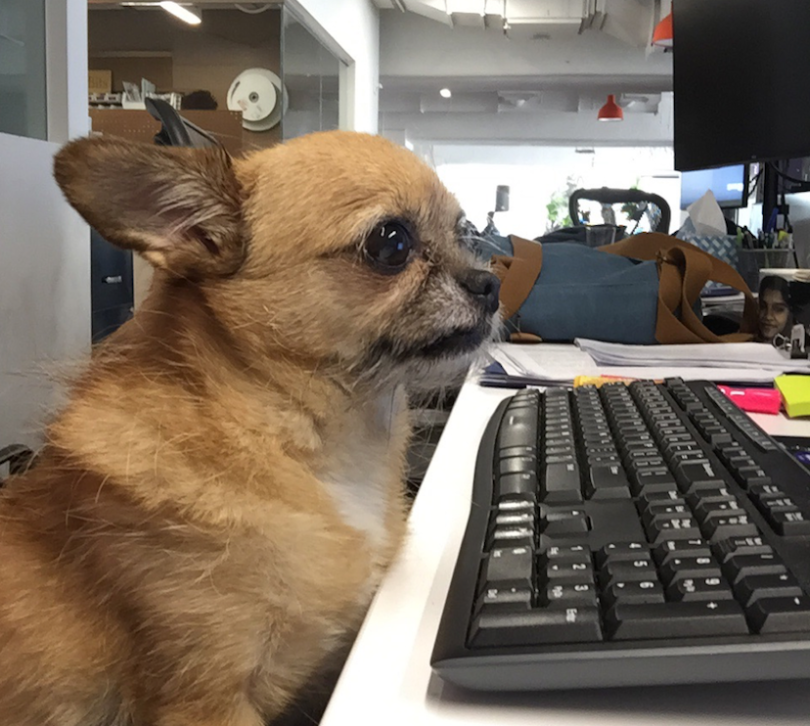 Littlebits-dog