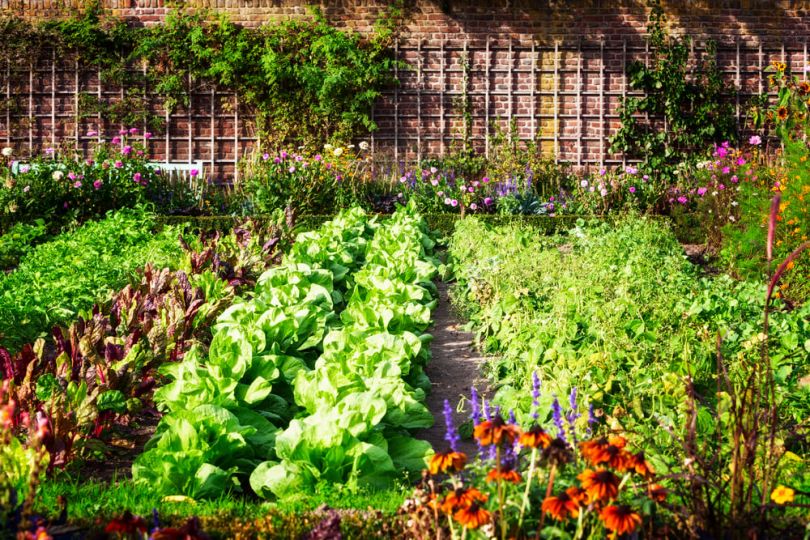 food garden