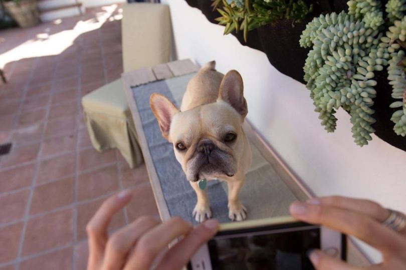 figo pet insurance wearables company chicago