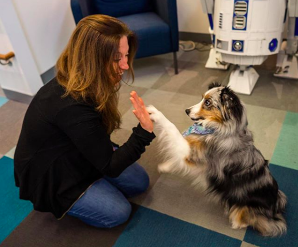 formlabs dog friendly offices boston