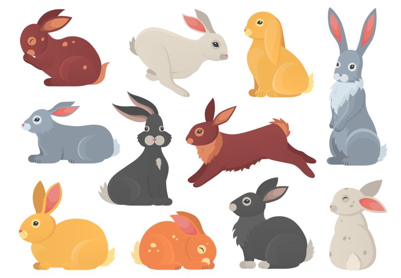 rabbits illustration