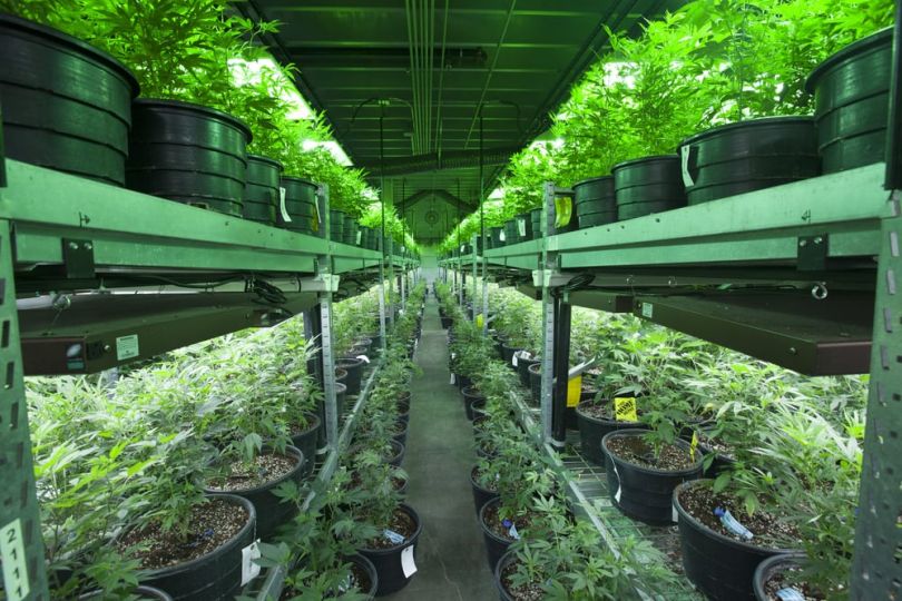fyllo cannabis marketing tech chicago